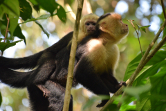 Costa-Rica-Capucijner-aap-GreenSteps-Travel