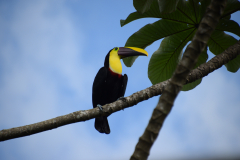 Costa-Rica-toekan-Greensteps-Travel