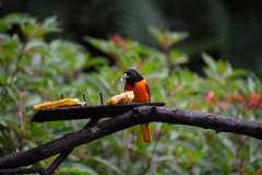 Costa-Rica-birdwatching-GreenSteps-Travel