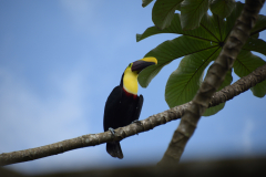 Costa-Rica-toekan-GreenSteps-Travel