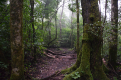 Costa-Rica-natuur-GreenSteps-Travel