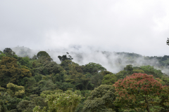 Costa-Rica-Alajuela-natuur-GreenSteps-Travel