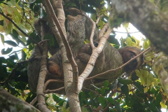 Costa-Rica-Manuel-Antonio-luiaard-GreenSteps-Travel