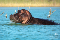 Kosi-Forest-Lodge-nijlpaard