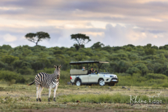 Rhino-Ridge-Game-Drive-GreenStep-Travel