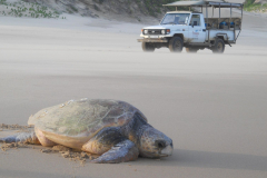 Zuid_Afrika_Thonga_beach_schildpadden