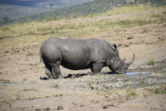 Kenia-safari-neushoorn-GreenSteps-Travel