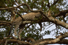 Kenia-Luipaard-safari-GreenSteps-Travel