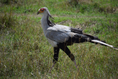 Kenia-Secretarisvogel-GreenSteps-Travel