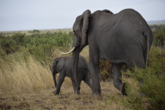 Kenia-olifant-GreenSteps-Travel