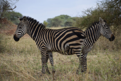 Kenia-safari-GreenSteps-Travel
