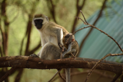 Kenia-vervet-aap-GreenSteps-Travel