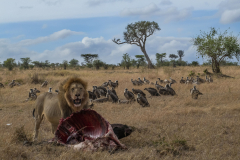 Kenia-Cottars-gamedrive-luxe-safari-Green-Steps-Travel
