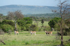 Kenia-Cottars-gamedrive