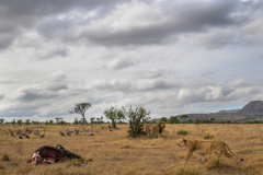 Kenia-Cottars-Maasai-Mara-wildlife