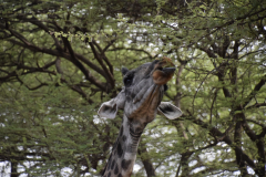 Kenia-safari-giraf-GreenSteps-Travel