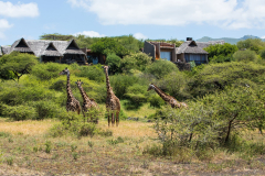 cottars-safari-services-Ol-Donyo-Lodge-Elephant-Giraffe