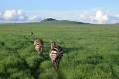 GreenSteps-Travel-Kenia-Lewa-Consevancy