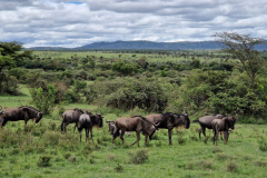 GreenSteps-Travel-Kenia-Maasai-Mara-safari