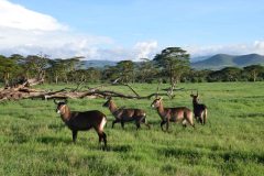 GreenSteps-Travel-Kenia-luxe-safari-Lewa-Consevancy