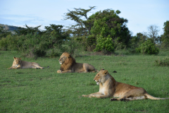 GreenSteps-Travel-Kenia-safari-Maasai-Mara