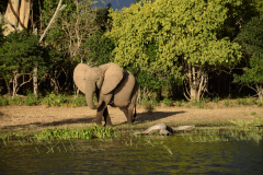 GreenSteps-Travel-Malawi-Liwonde-safari