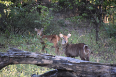 GreenSteps-Travel-Malawi-safari-Liwonde1