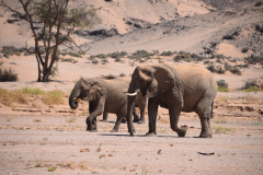GreenSteps-Travel-Namibie-Damaraland-woestijnolifant