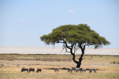 GreenSteps-Travel-Namibie-Etosha-National-Park