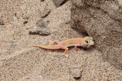 GreenSteps-Travel-Namibie-gekko