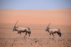 GreenSteps-Travel-Namibie-gemsbok