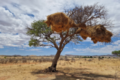 GreenSteps-Travel-Namibie-landschap