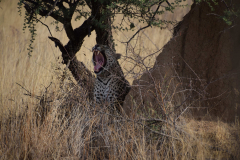 Green-Step-Travel-Namibie-Okonjima-luipaard
