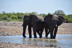 GreenSteps-Travel-Namibie-Etosha-olifanten