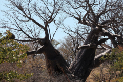 Baobab-Tree-Excursions