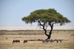 Green-Steps-Travel-Namibie-Etosha-national-park