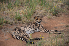 Green-Steps-Travel-Namibie-Okonjima-cheetah