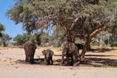 Green-Steps-Travel-Namibie-woestijnolifant