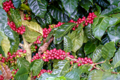 Nicaragua-Jinotega