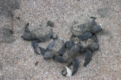 Nicaragua-schildpadden