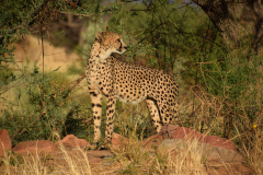 GreenSteps-Travel-Namibie-safari-Okonjima-Nature-Reserve