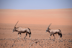 GreenSteps-Travel-Namibie-safari-gemsbokken