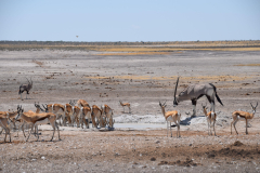 GreenSteps-Travel-Namibie-safari-impalas