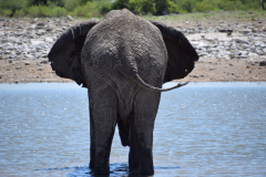 GreenSteps-Travel-Namibie-safari-olifant-Etoscha-National-Park
