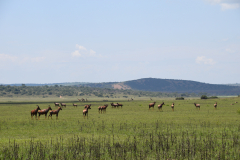 Rwanda-Akagera-safari-GreenSteps-Travel