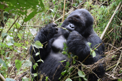 Rwanda-Gorillatrek-duurzaamreizen-GreenSteps-Travel