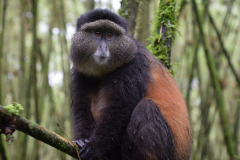 Rwanda-Goudenaap-GreenSteps-Travel