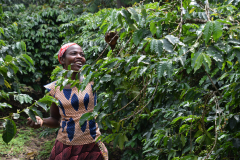 Rwanda-koffieplukker-GreenSteps-Travel