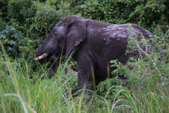 Rwanda-safari-GreenSteps-Travel