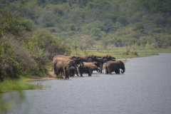 Rwanda-safari-olifanten-Green-Steps-Travel